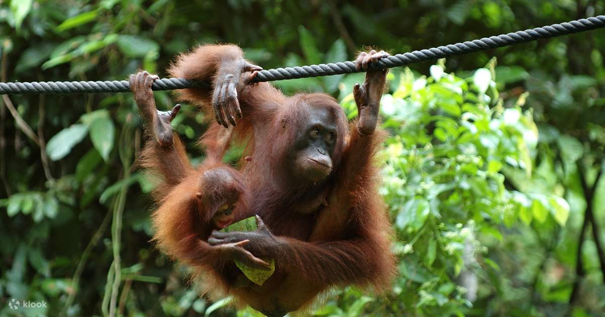 sandakan orangutan and sun bear