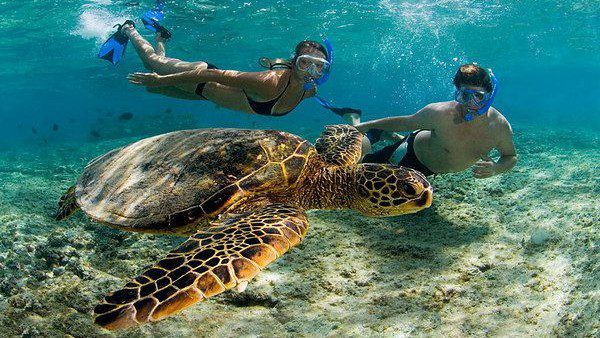 gili trawangan snorkel turtles
