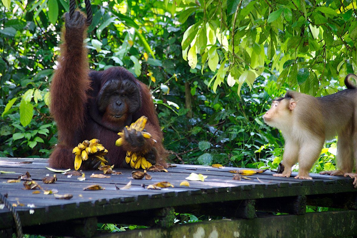 sandakan orangutan and sun bear